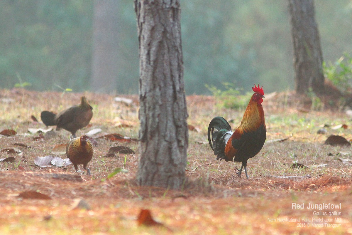 Red Junglefowl - ML638433926