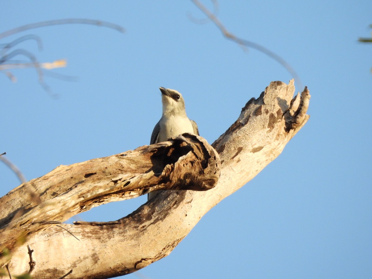 White-bellied Cuckooshrike - ML638433928