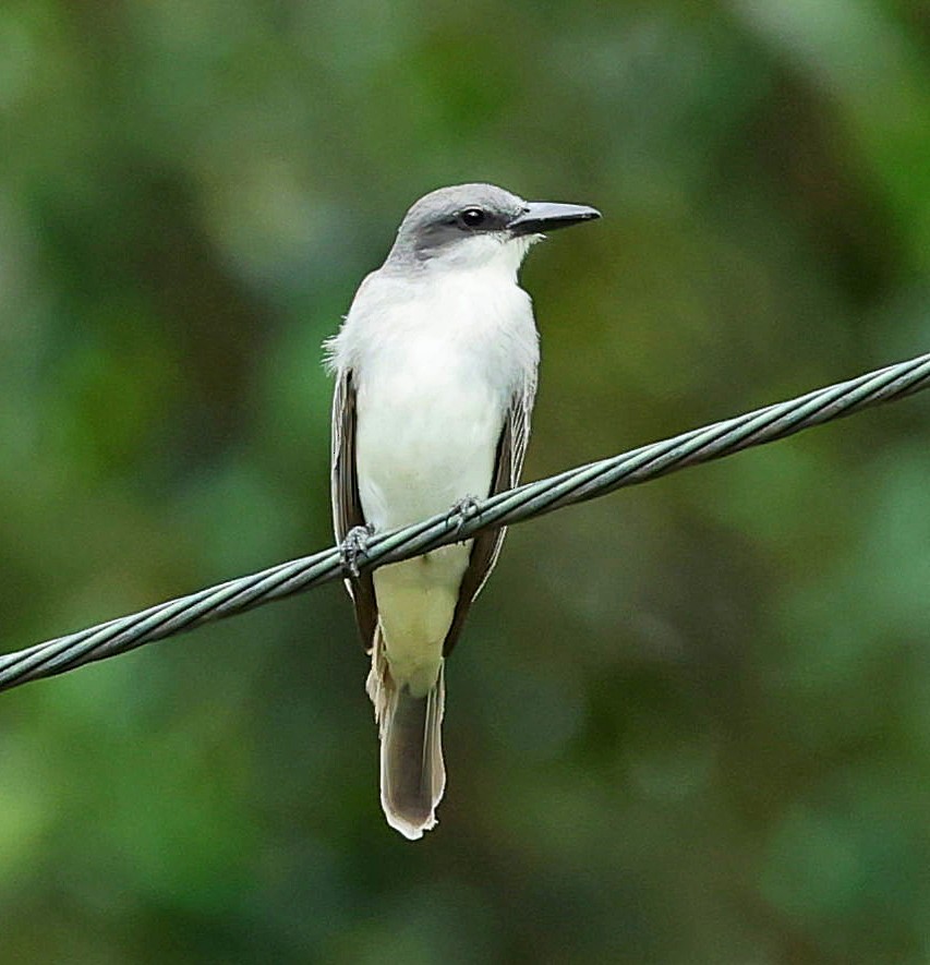 Gray Kingbird - ML638433954