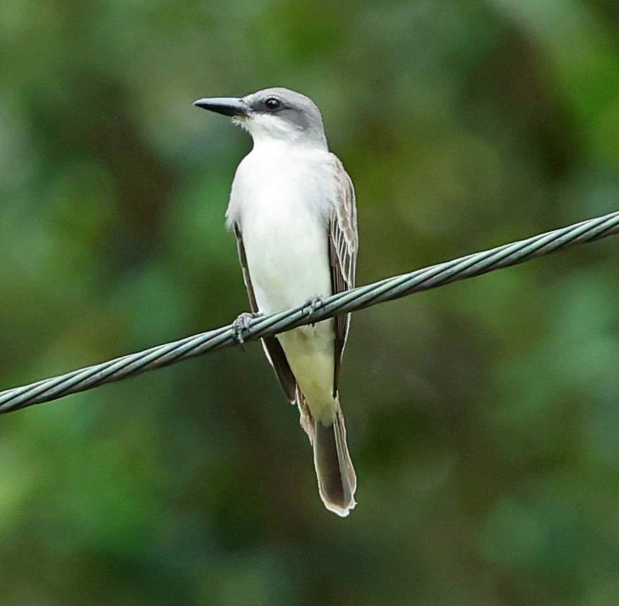 Gray Kingbird - ML638433955