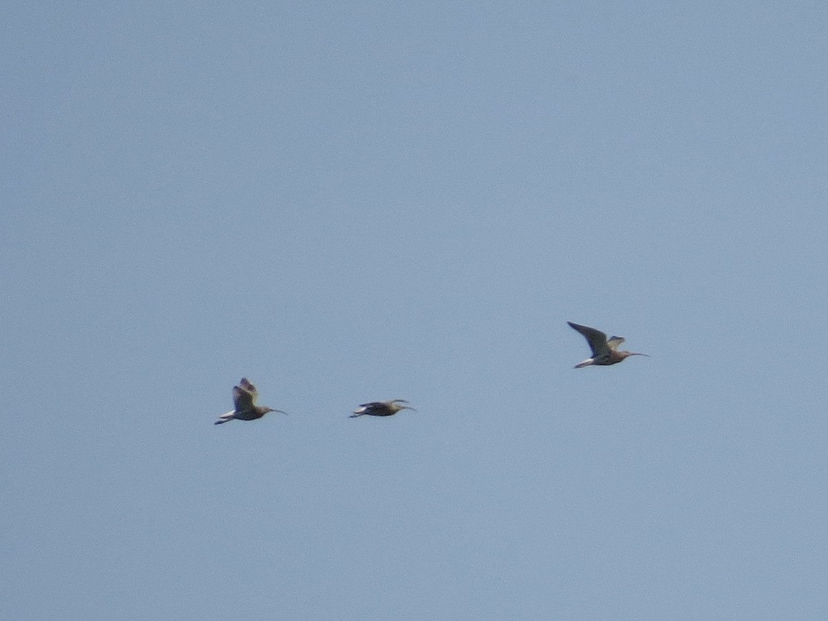 Eurasian Curlew - ML638433956