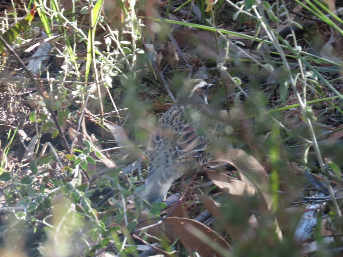 Spotted Quail-thrush - ML638433971