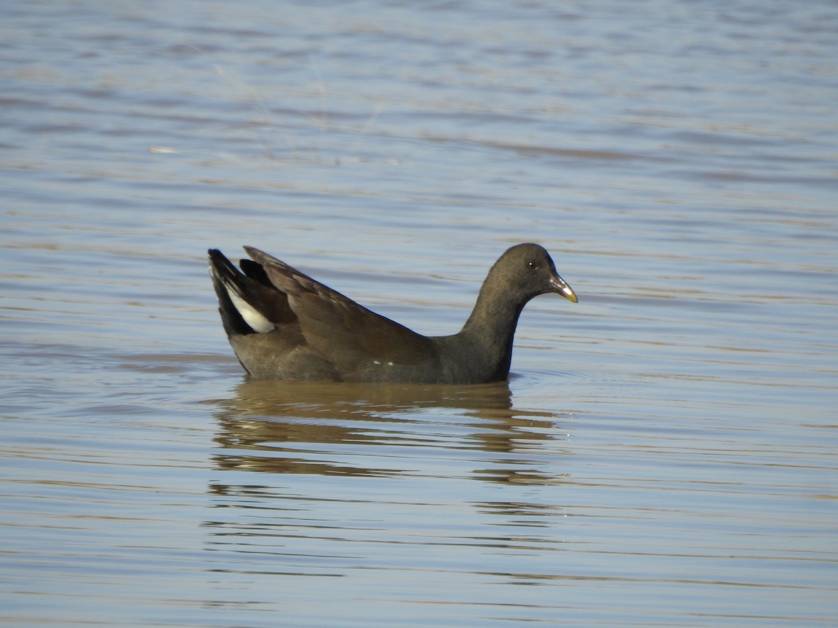 Dusky Moorhen - ML638433983