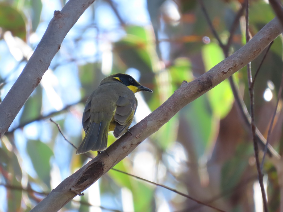 Yellow-tufted Honeyeater - ML638433994
