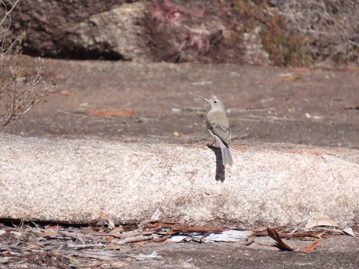 Gray Shrikethrush - ML638434030