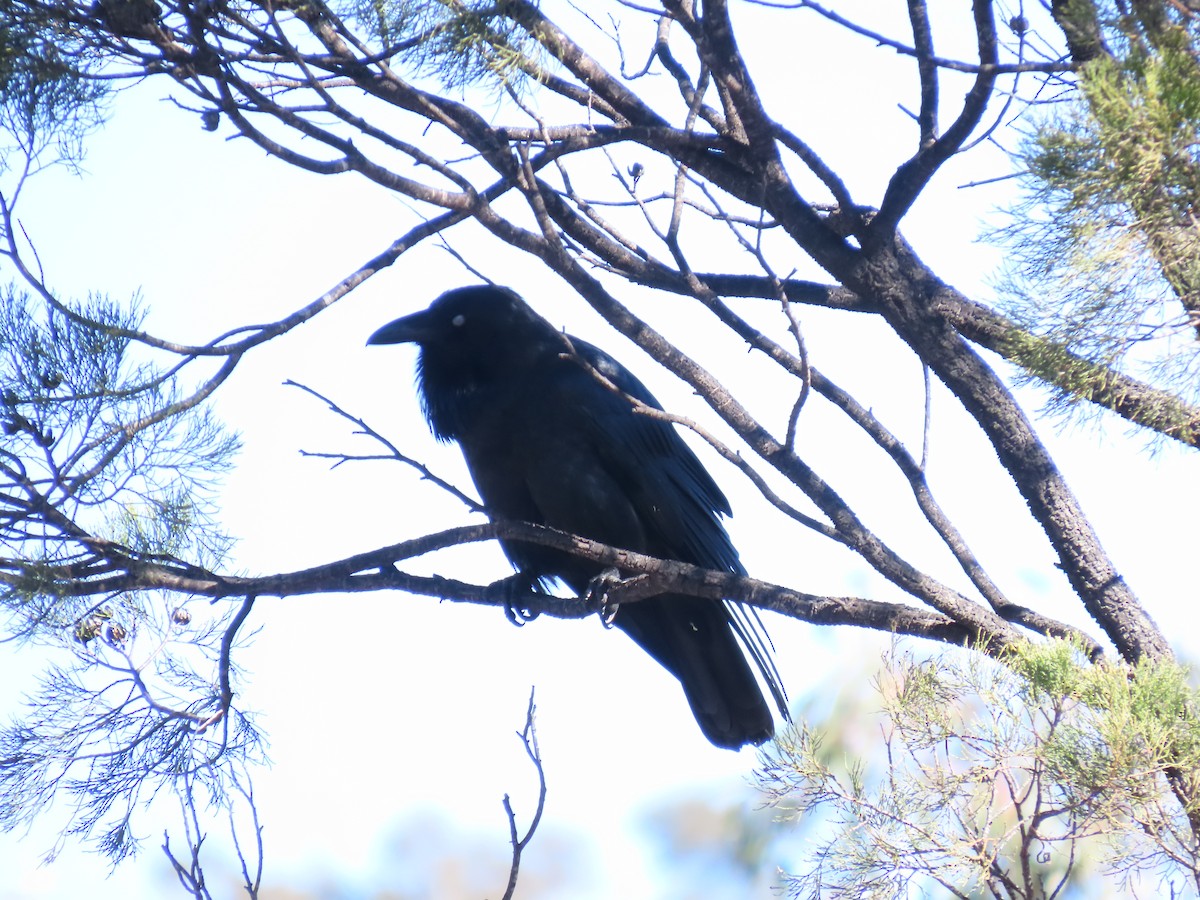 Australian Raven - ML638434046