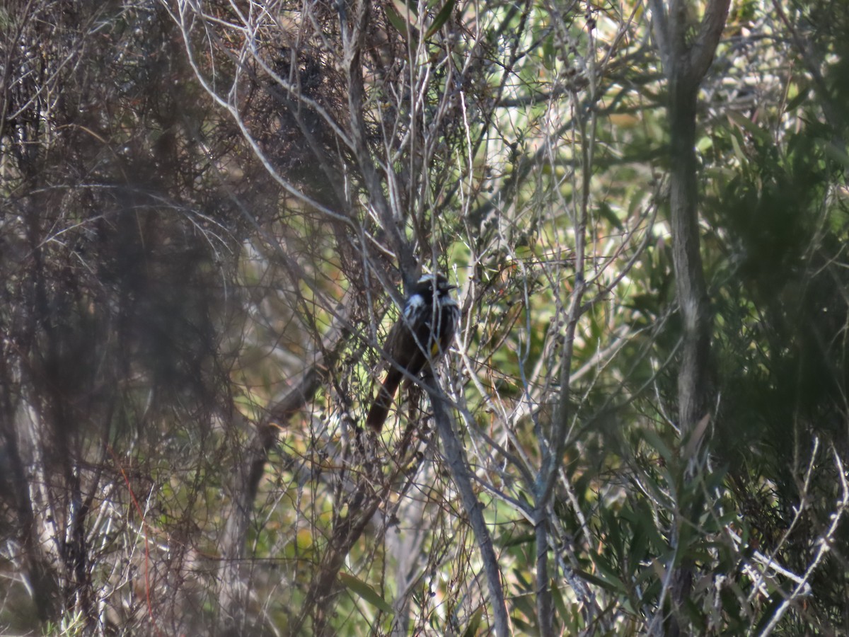 New Holland Honeyeater - ML638434051