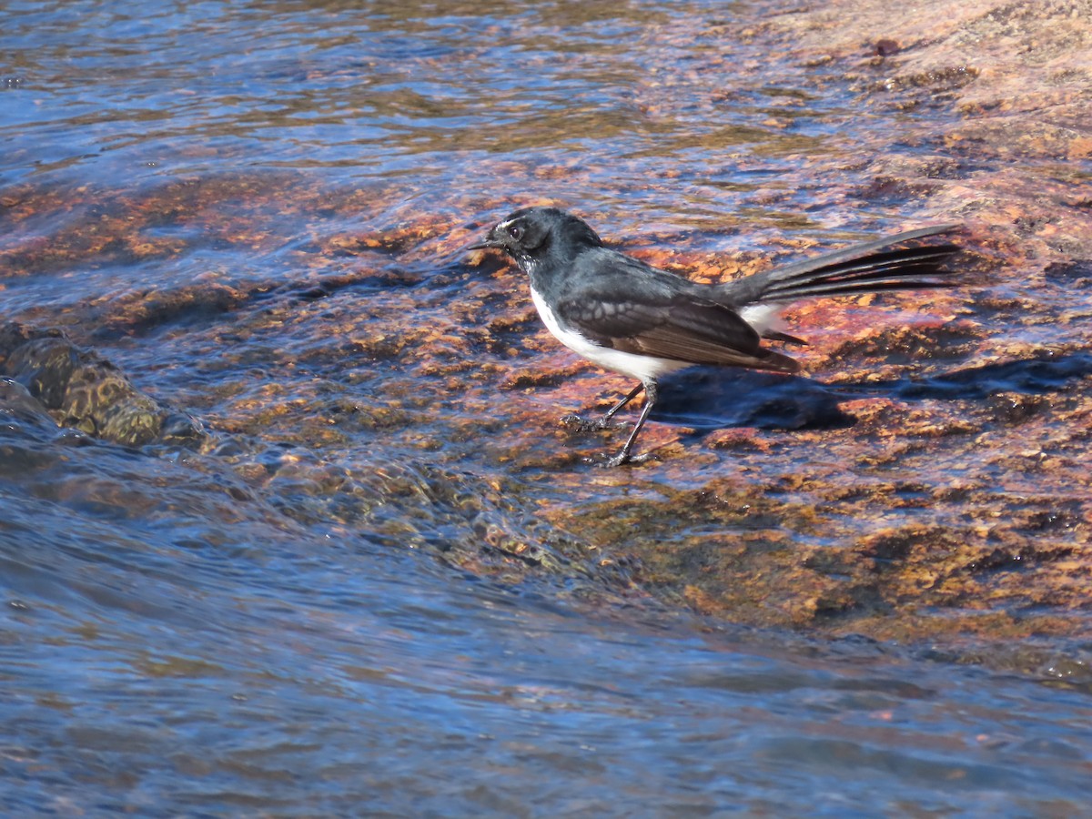 Willie-wagtail - ML638434053