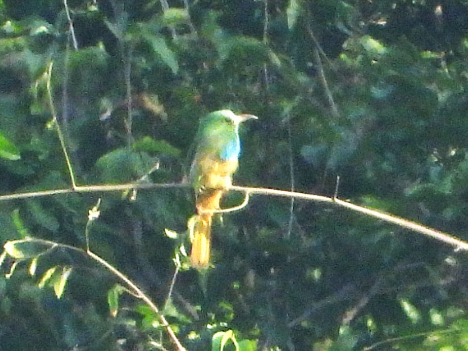 Blue-bearded Bee-eater - ML638434071