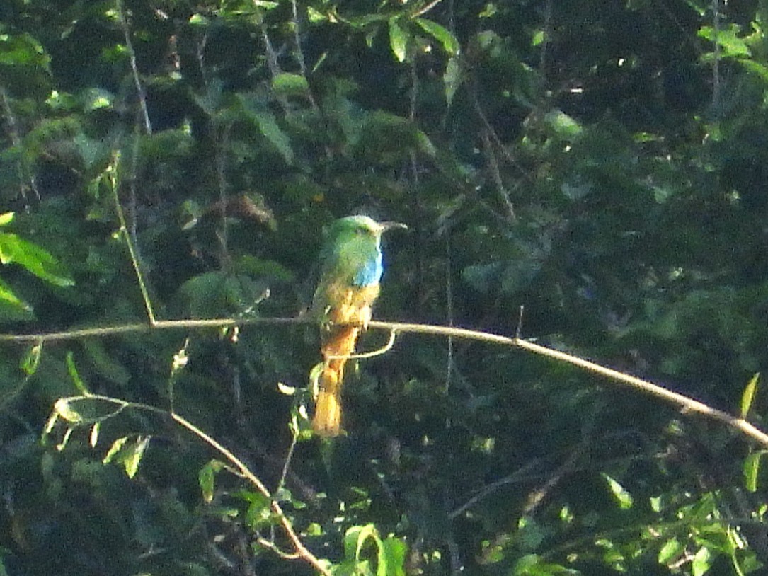 Blue-bearded Bee-eater - ML638434072
