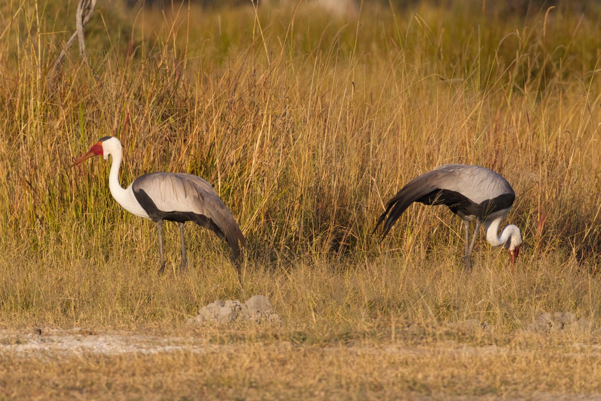 Wattled Crane - ML638434083