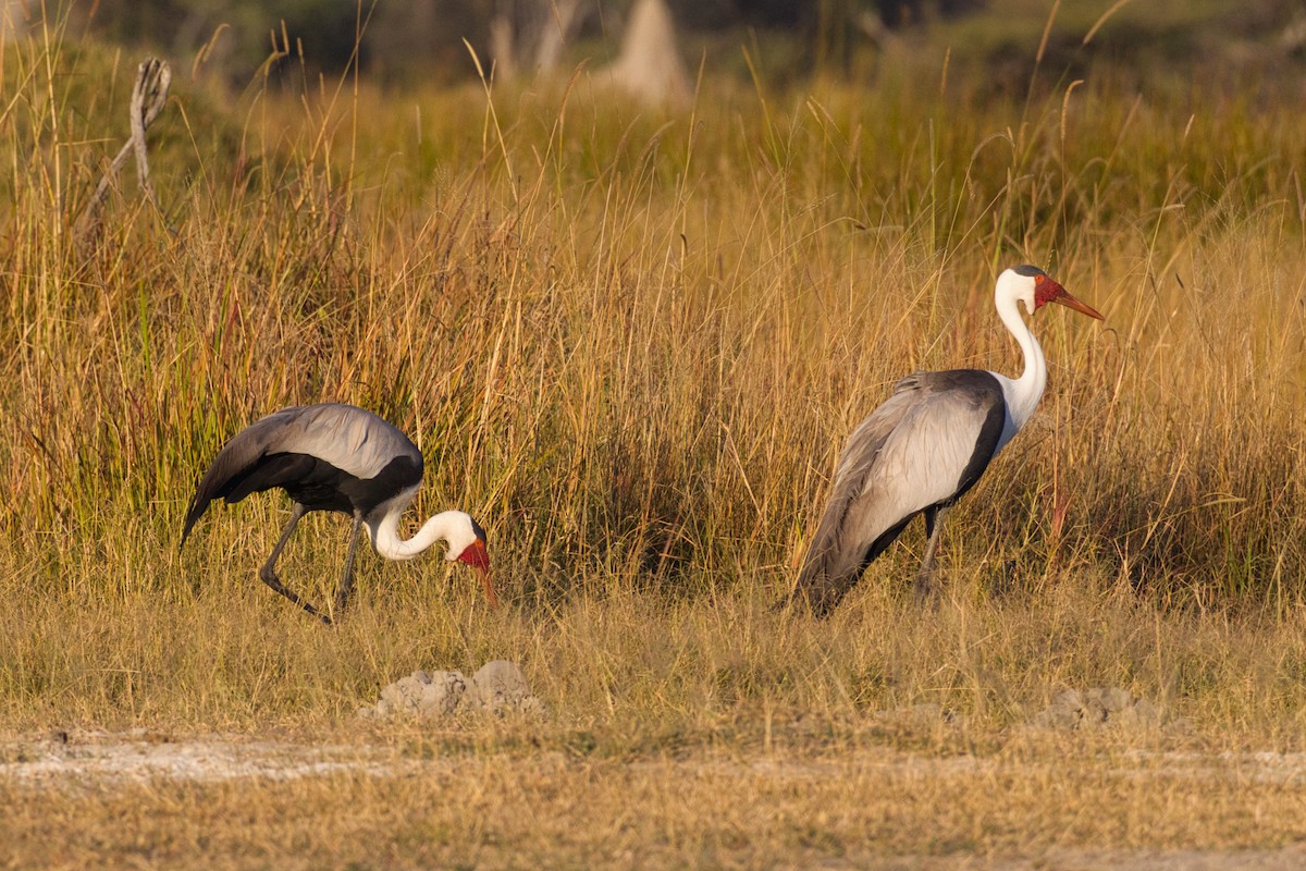 Wattled Crane - ML638434084
