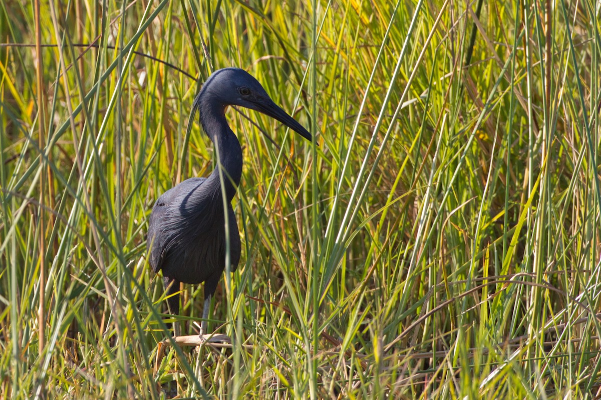 Slaty Egret - ML638434086