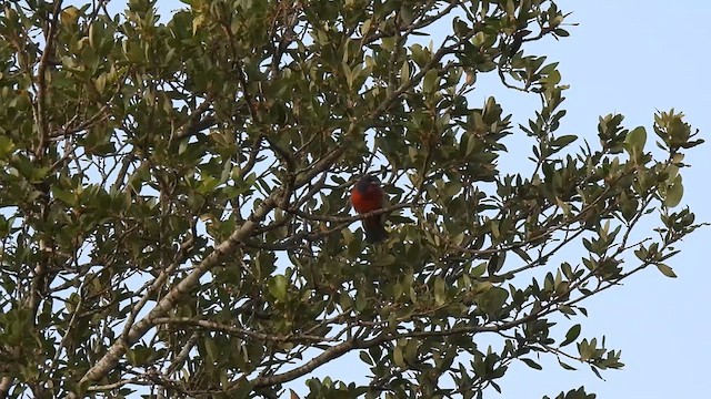 Painted Bunting - ML638434101