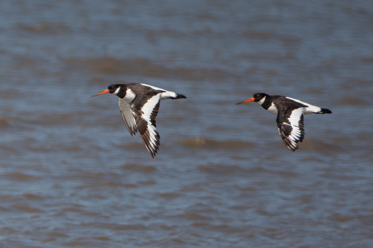 Eurasian Oystercatcher - ML638434119