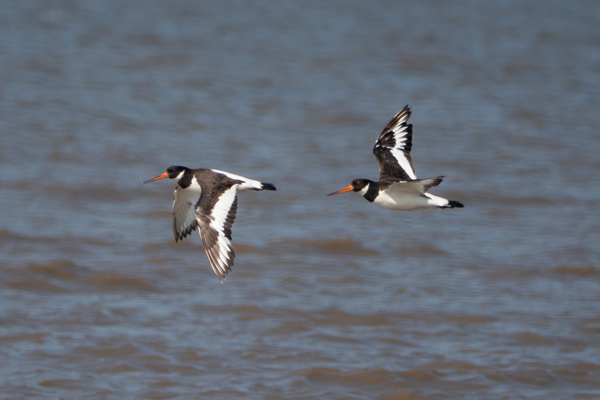 Eurasian Oystercatcher - ML638434127