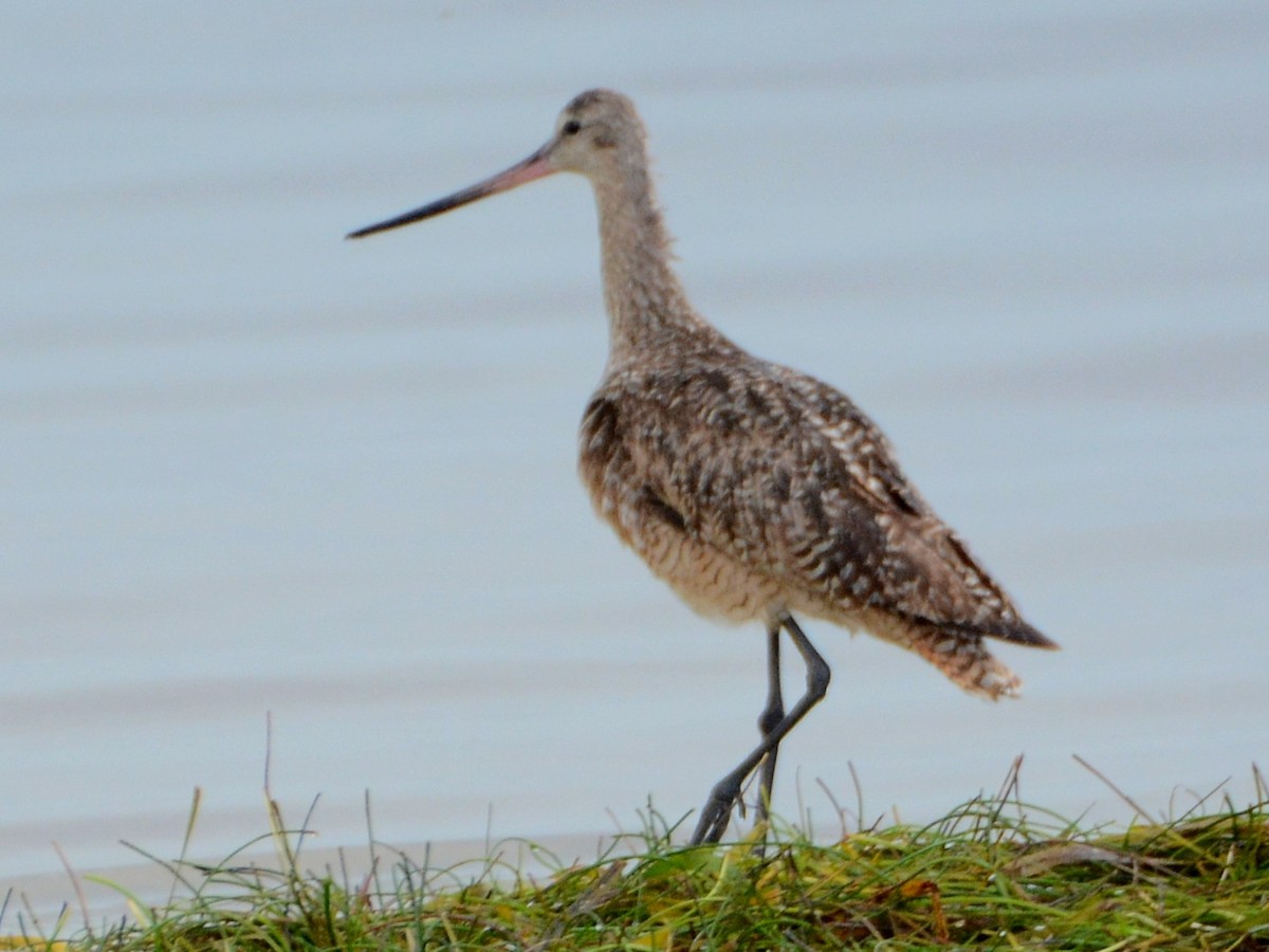 Marbled Godwit - ML638434211