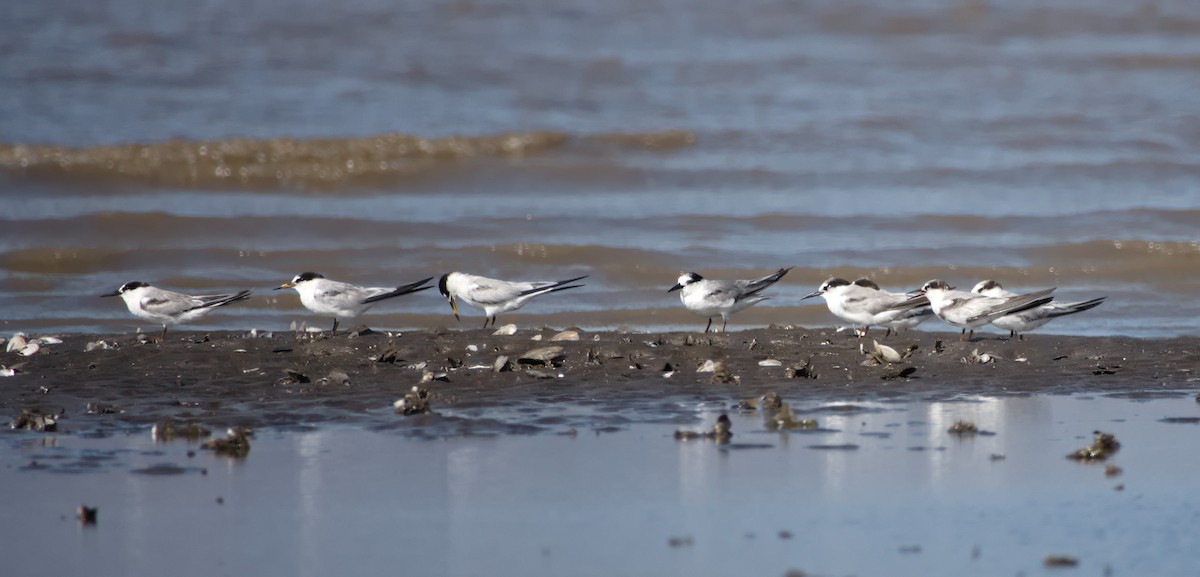 Little Tern - ML638434225