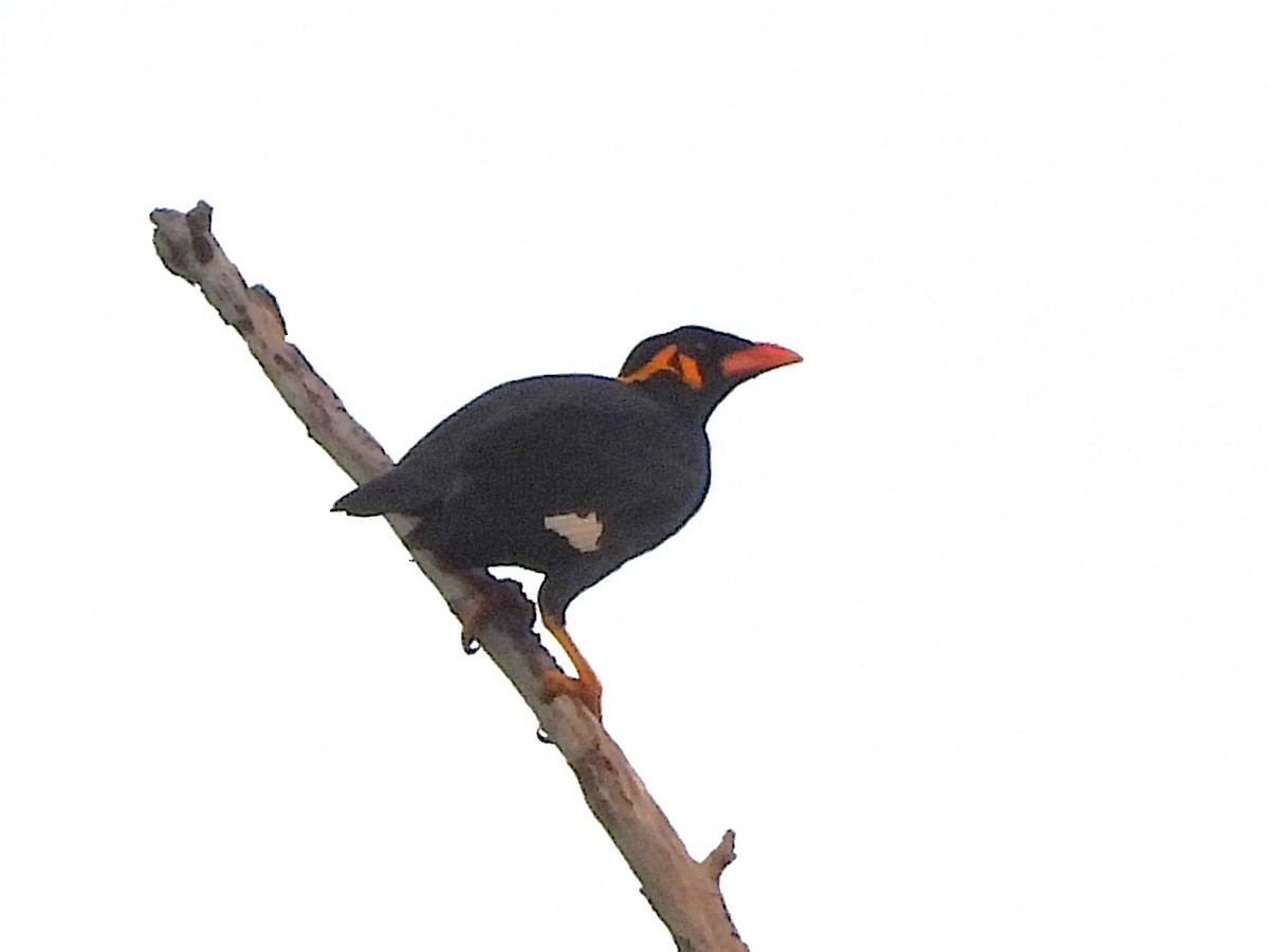 Common Hill Myna - ML638434235