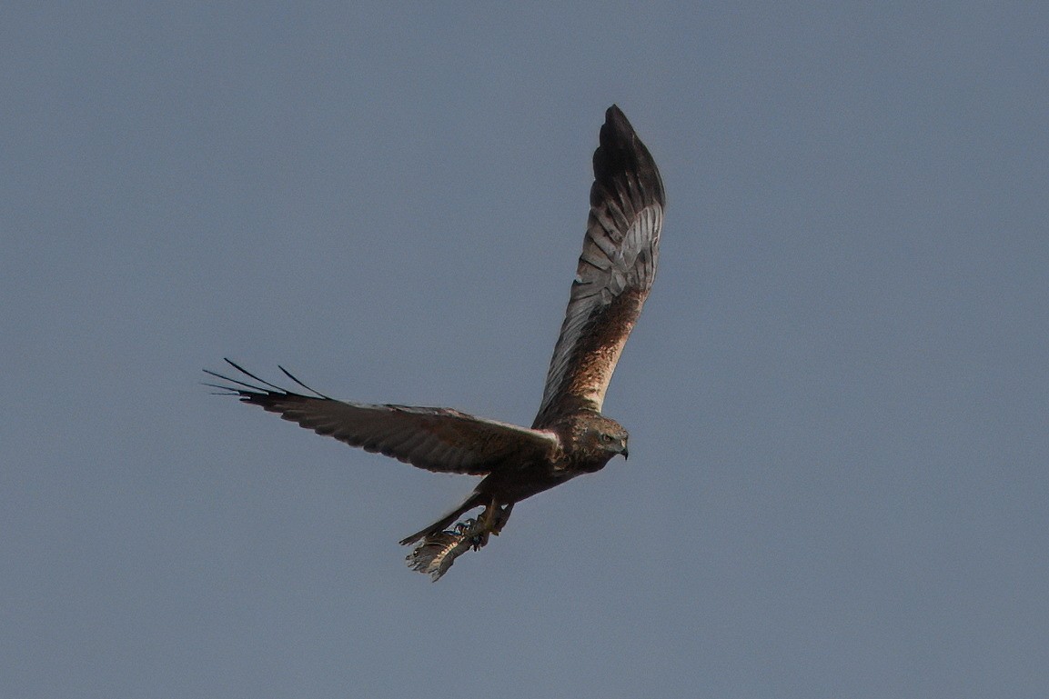 Western Marsh Harrier - ML638434246