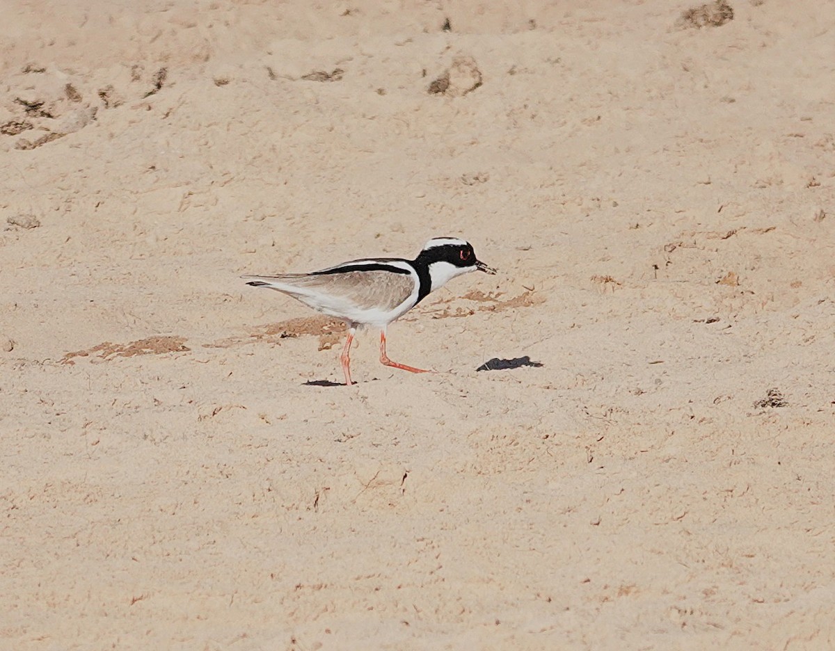 Pied Plover - ML638434273