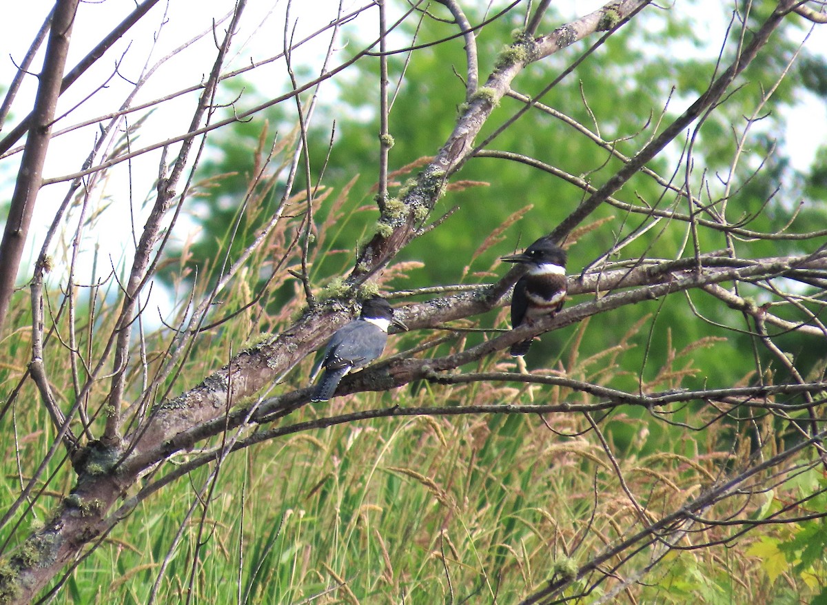 Gürtelfischer - ML638434305