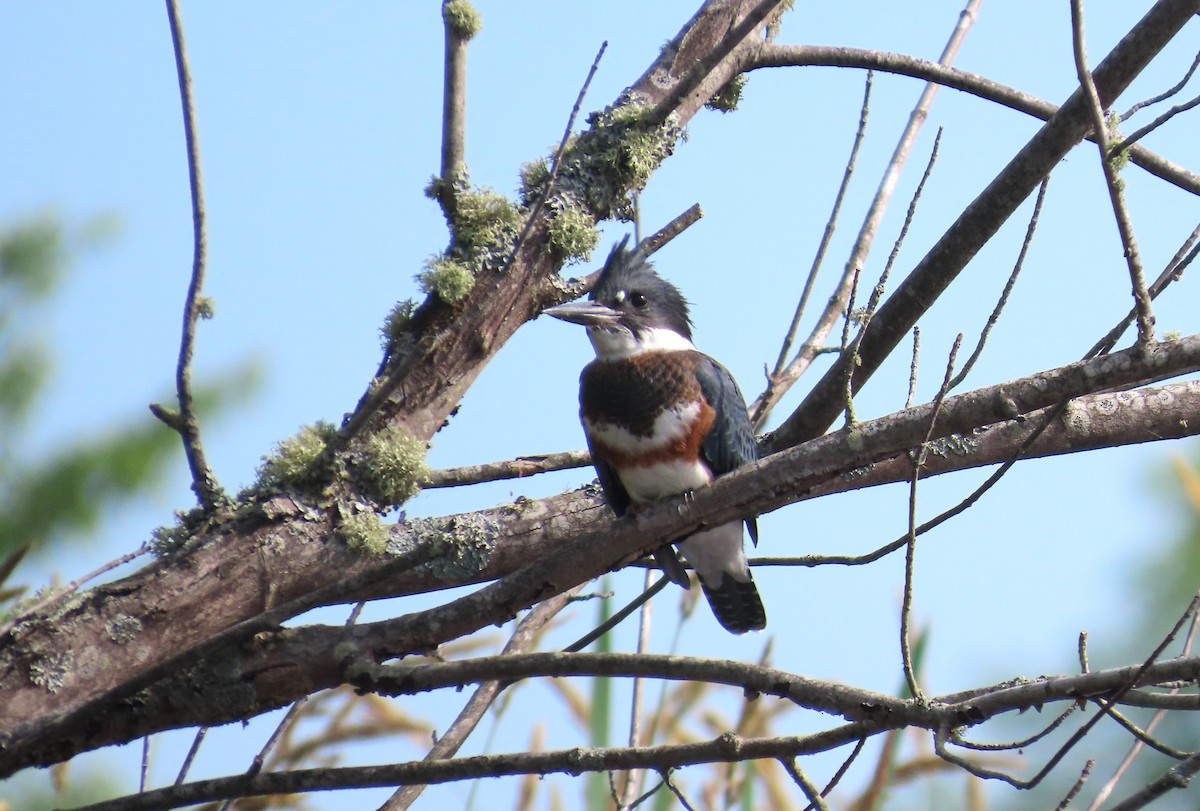 Gürtelfischer - ML638434307