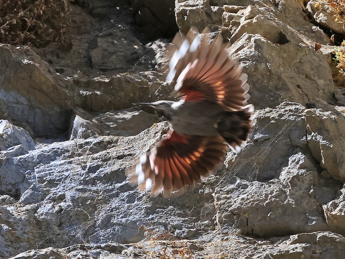 Wallcreeper - ML638434323