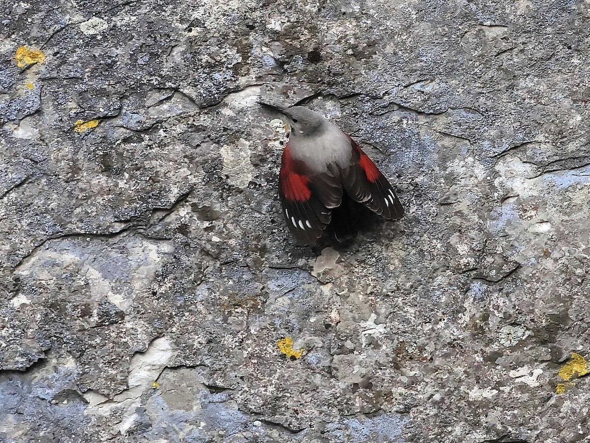 Wallcreeper - ML638434324