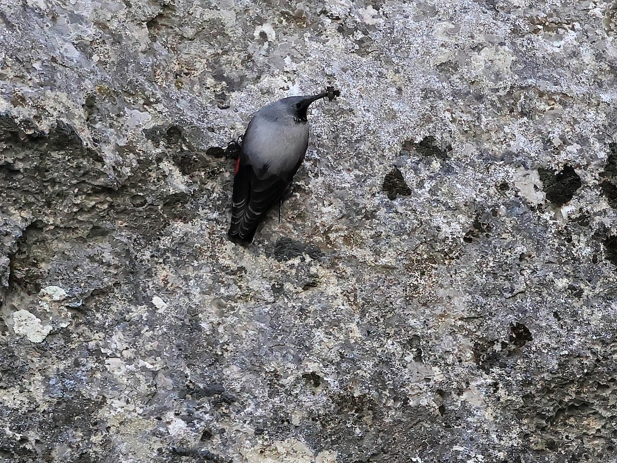 Wallcreeper - ML638434325