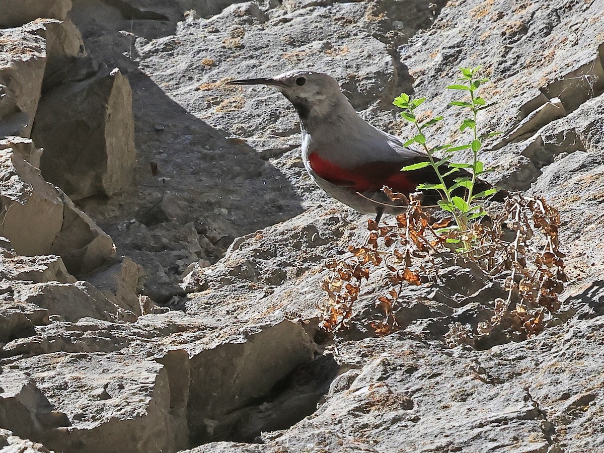 Wallcreeper - ML638434326