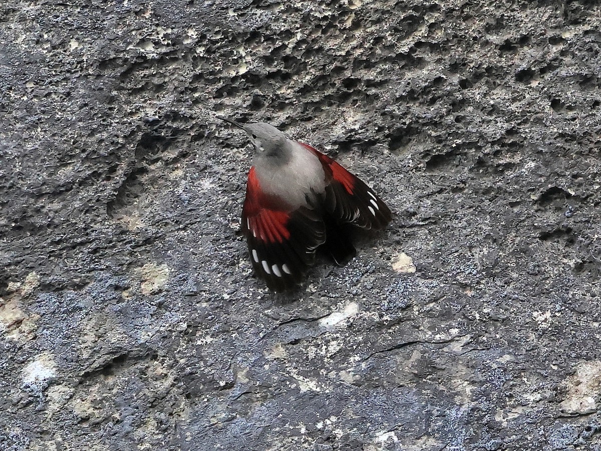 Wallcreeper - ML638434328