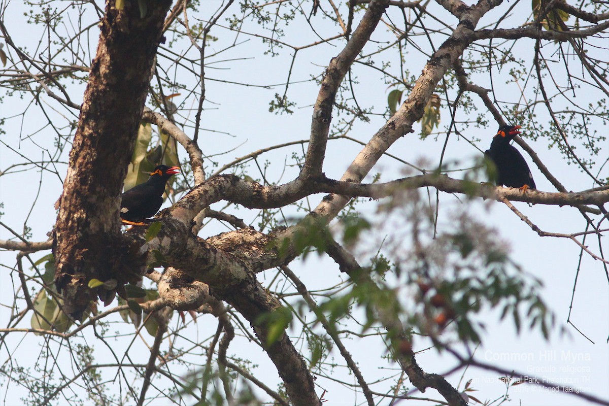 Common Hill Myna - ML638434332