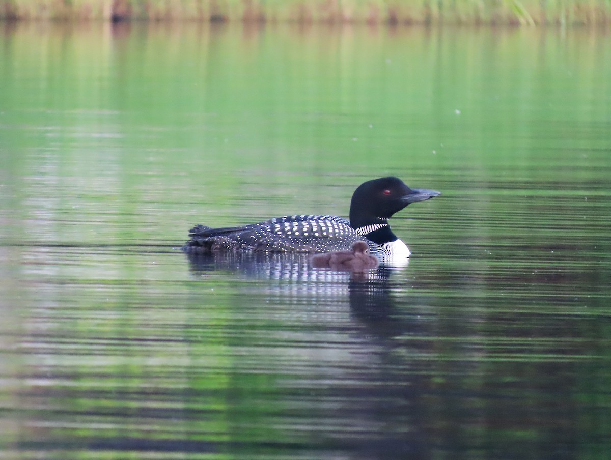 Eistaucher - ML638434333