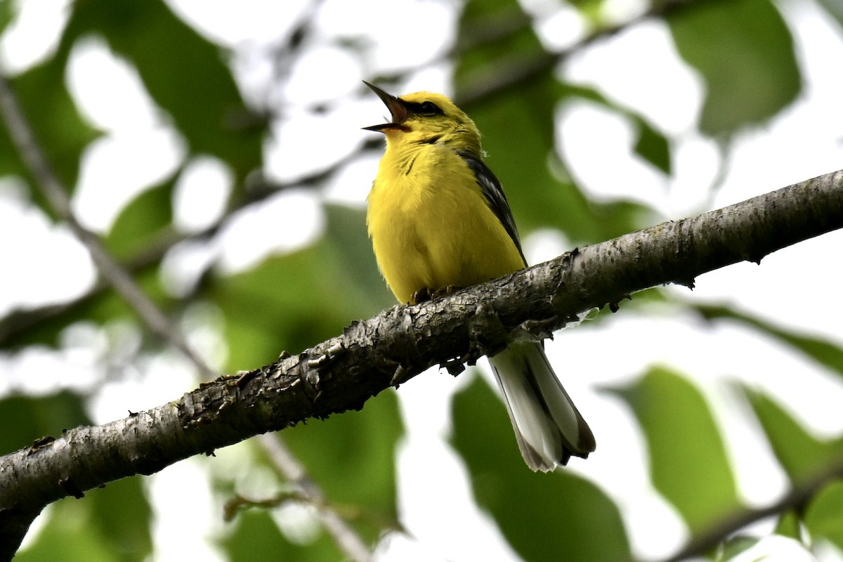 Blue-winged Warbler - ML638434380