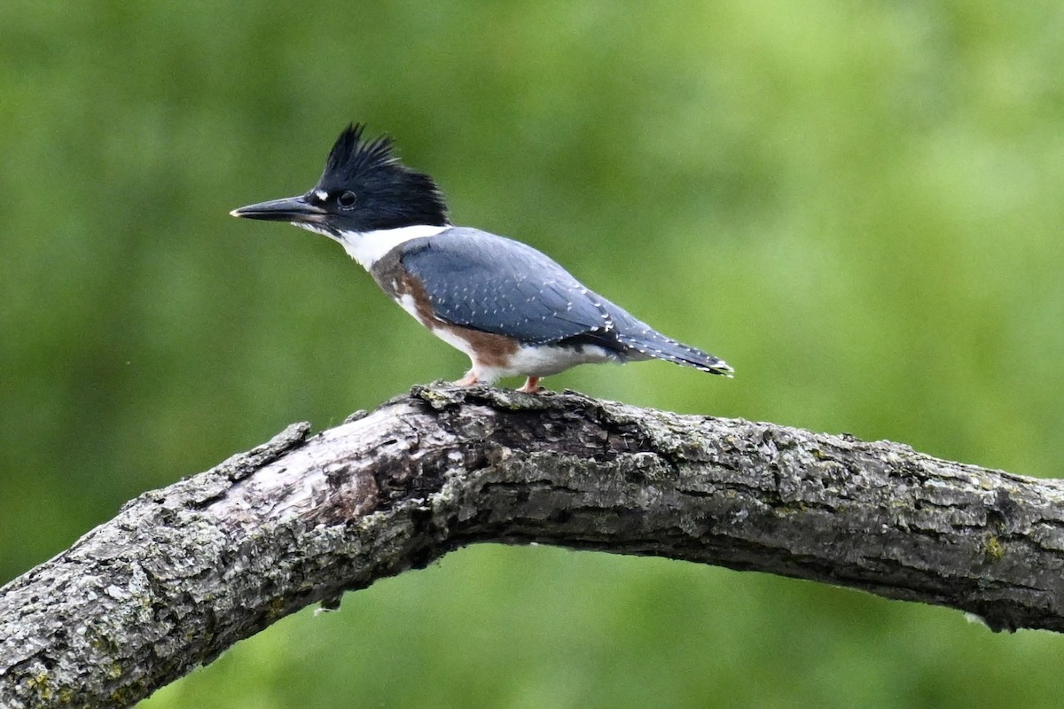 Belted Kingfisher - ML638434384