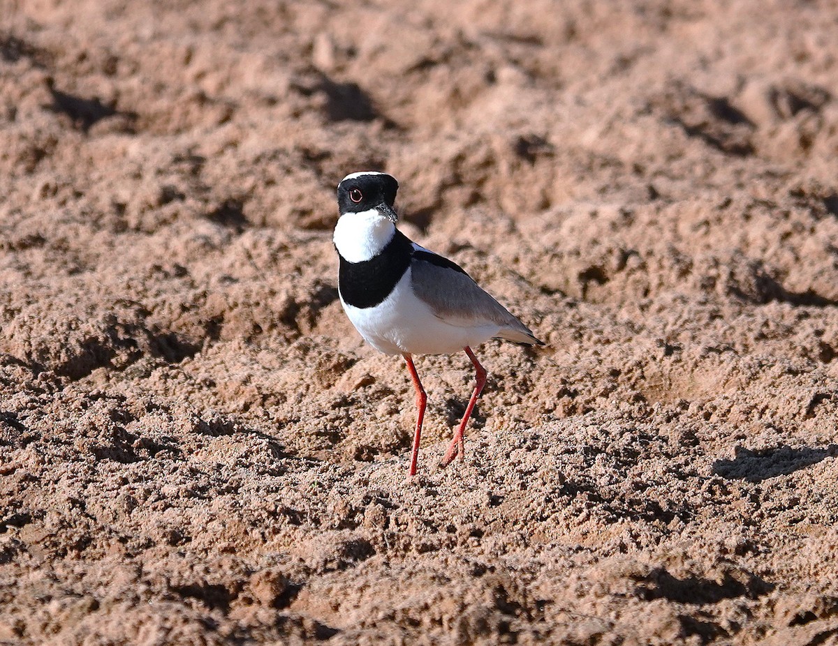 Pied Plover - ML638434409