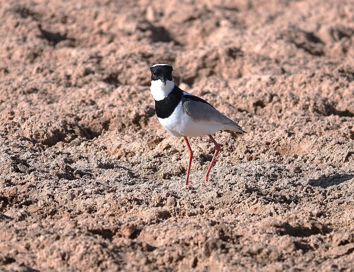 Pied Plover - ML638434410