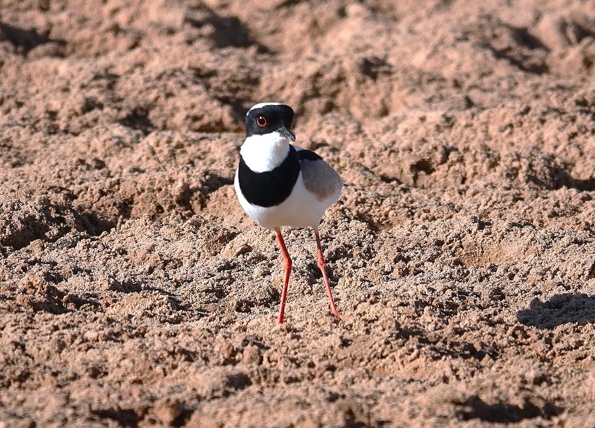 Pied Plover - ML638434411