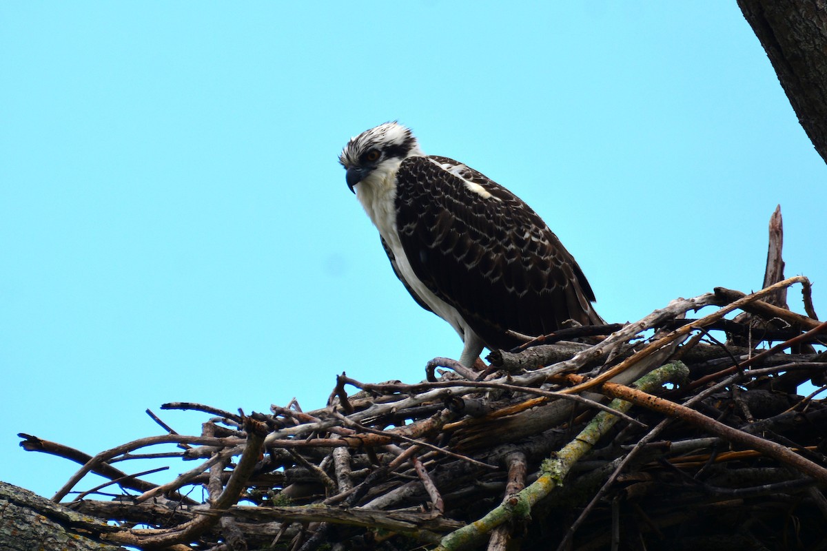 Osprey - ML638434424