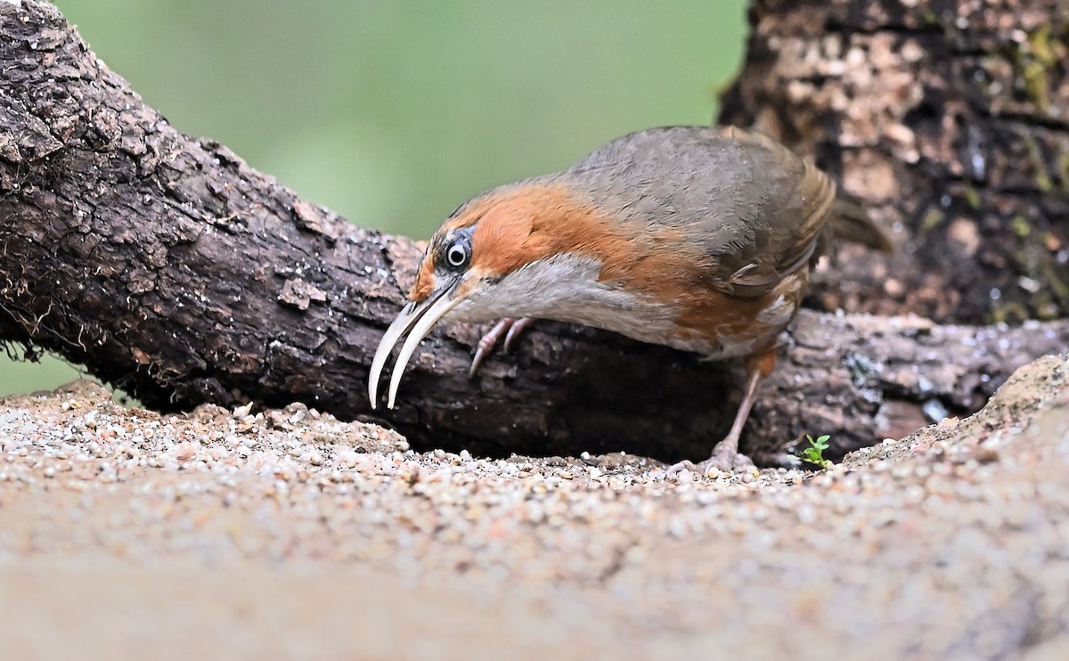 Rusty-cheeked Scimitar-Babbler - ML638434452
