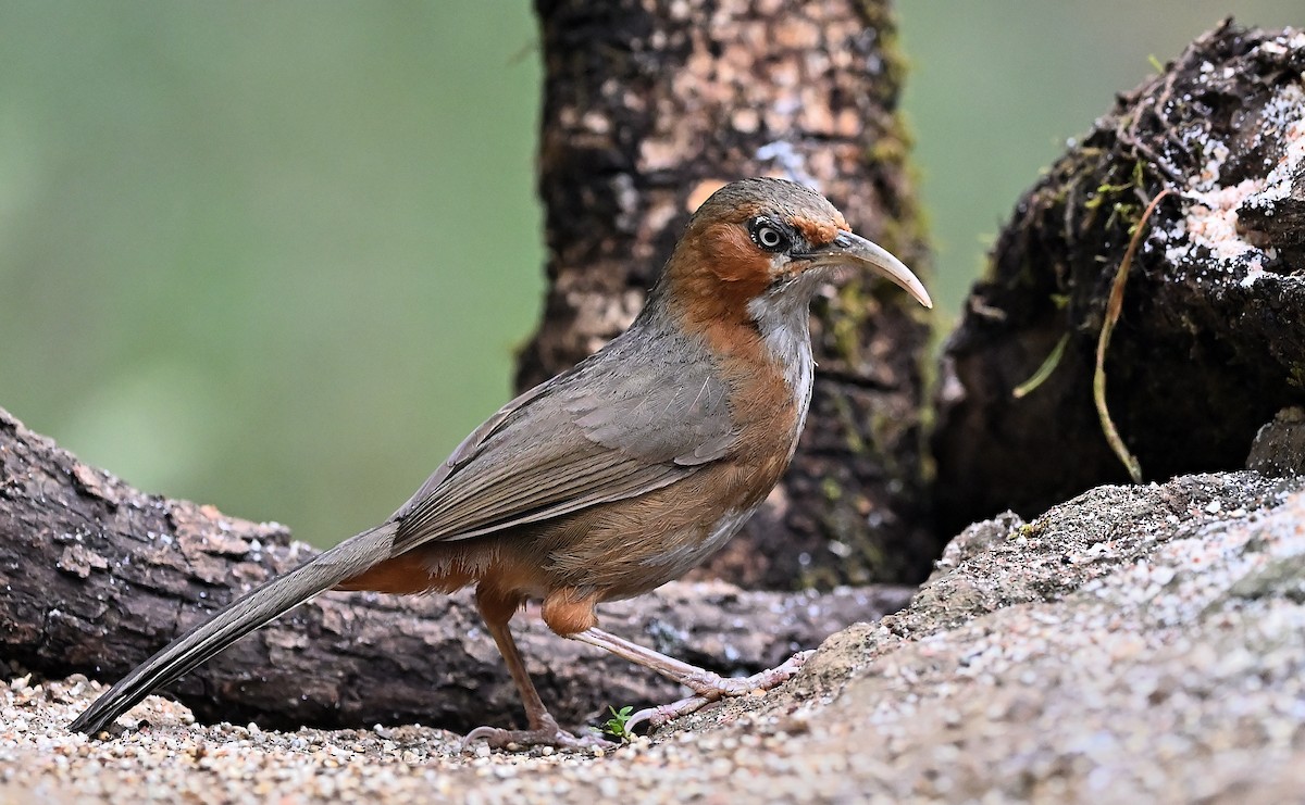 Rusty-cheeked Scimitar-Babbler - ML638434453