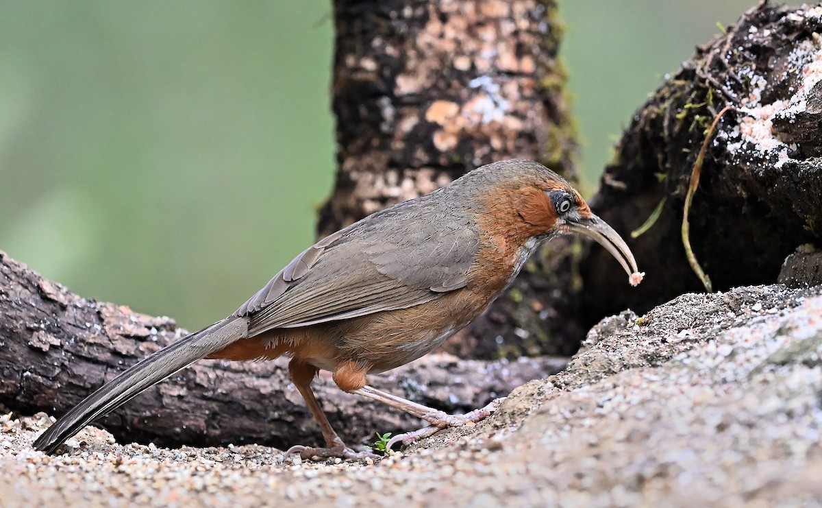 Rusty-cheeked Scimitar-Babbler - ML638434454