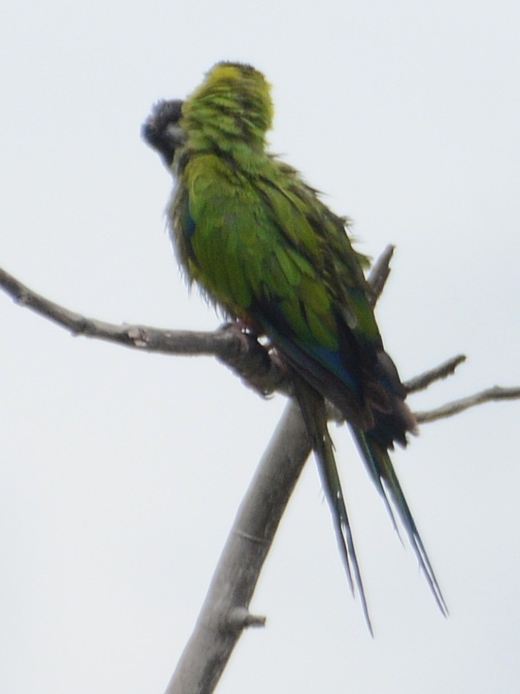 Nanday Parakeet - ML638434459