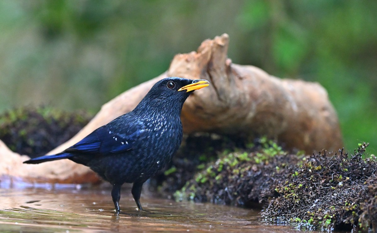 Blue Whistling-Thrush - ML638434461