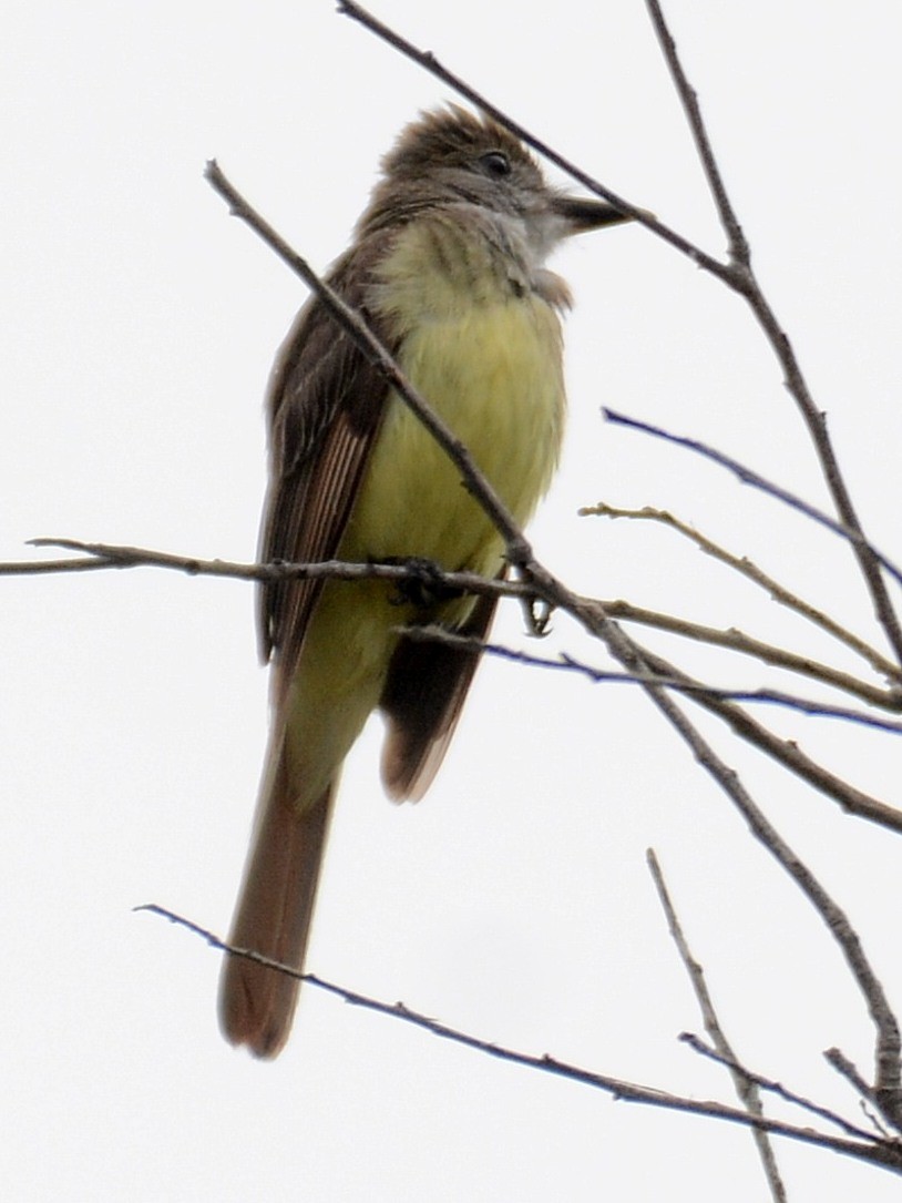 Great Crested Flycatcher - ML638434478