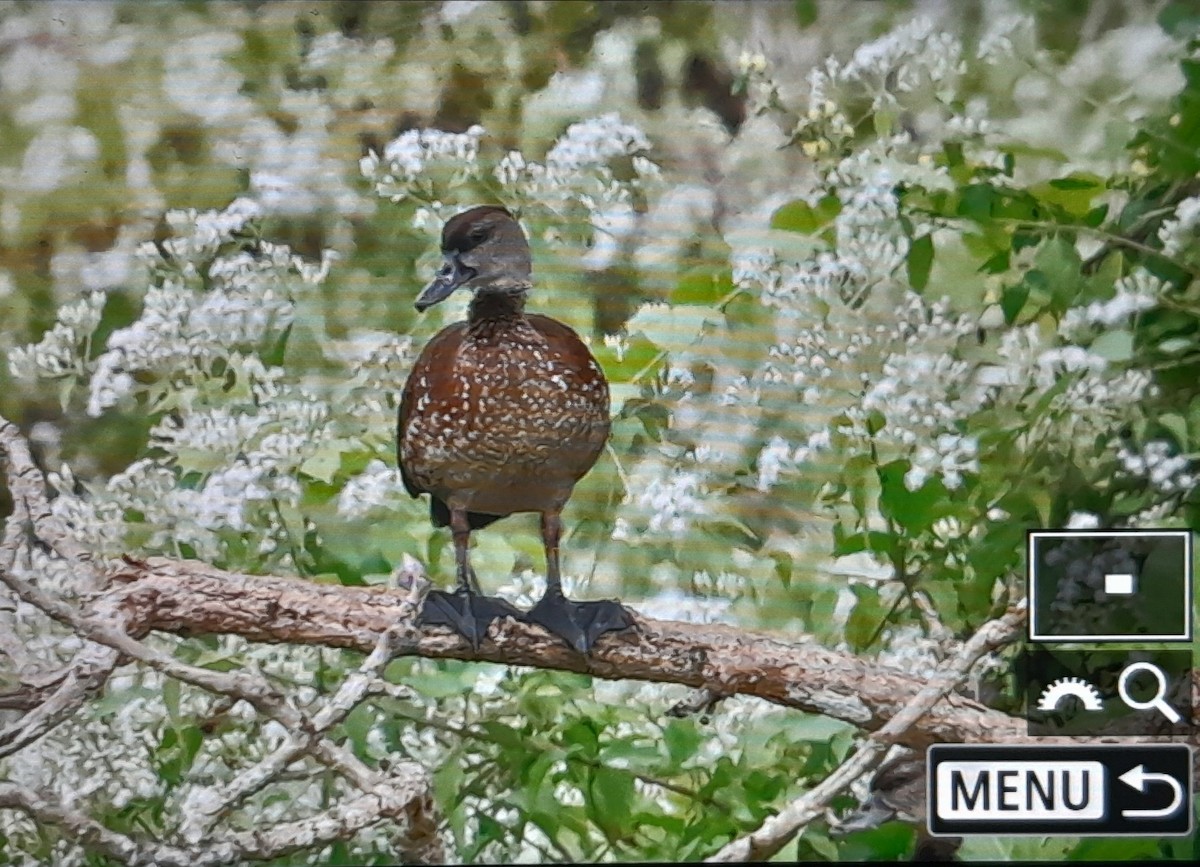Spotted Whistling-Duck - ML638434494
