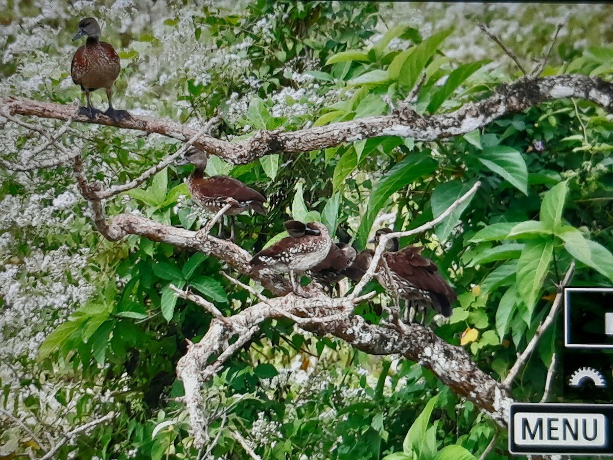 Spotted Whistling-Duck - ML638434499
