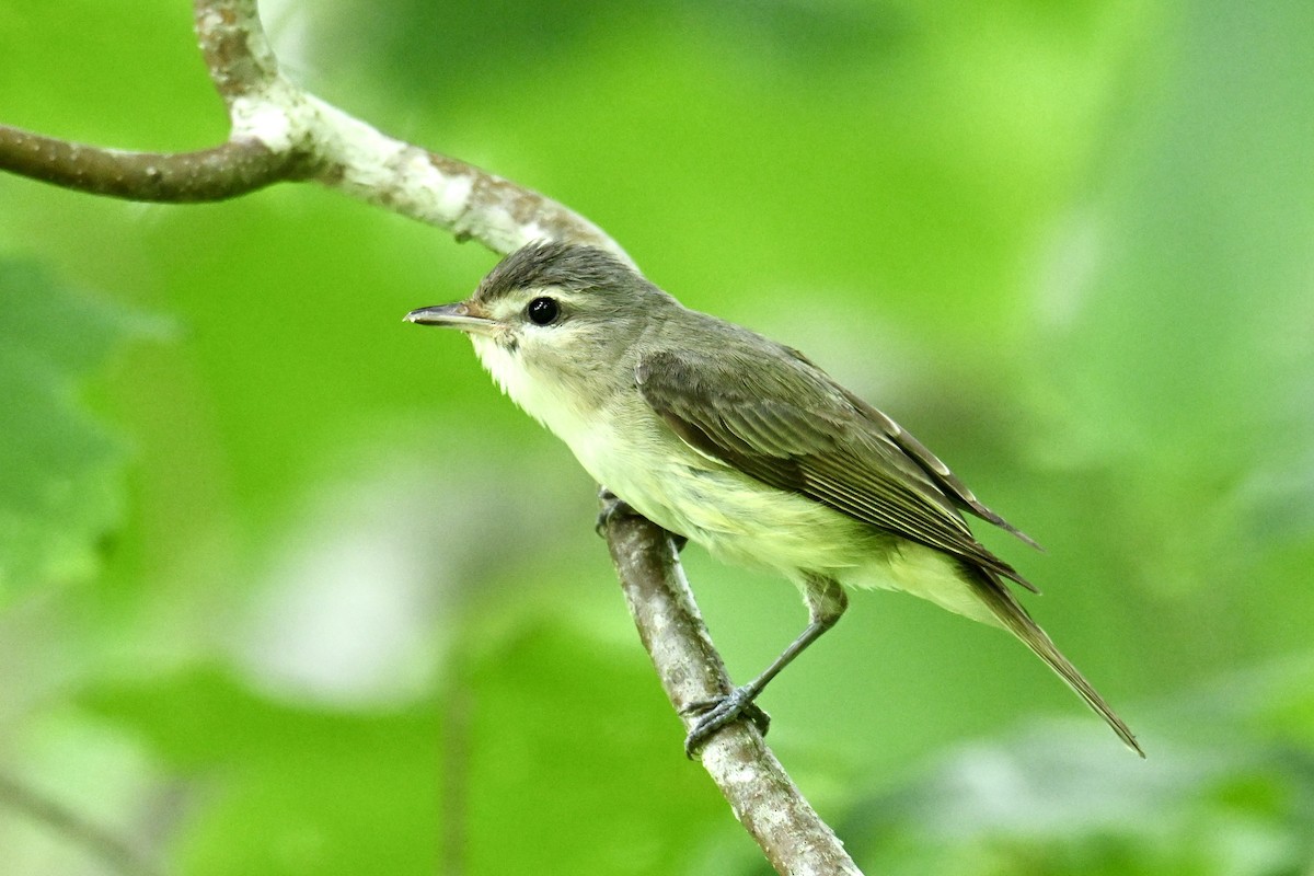 Warbling Vireo - ML638434500