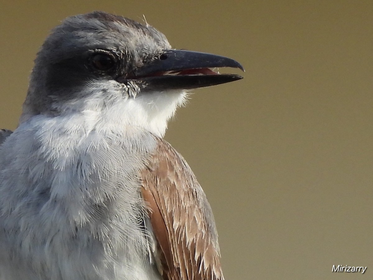 Gray Kingbird - ML638434512